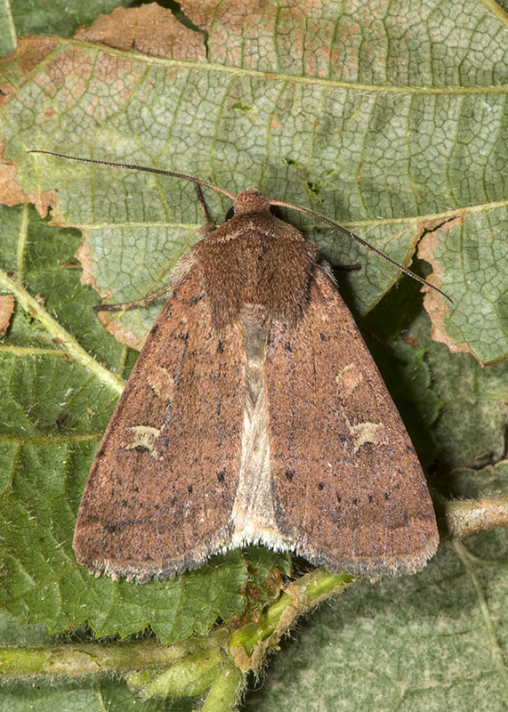 Xestia xanthographa - Noctuidae